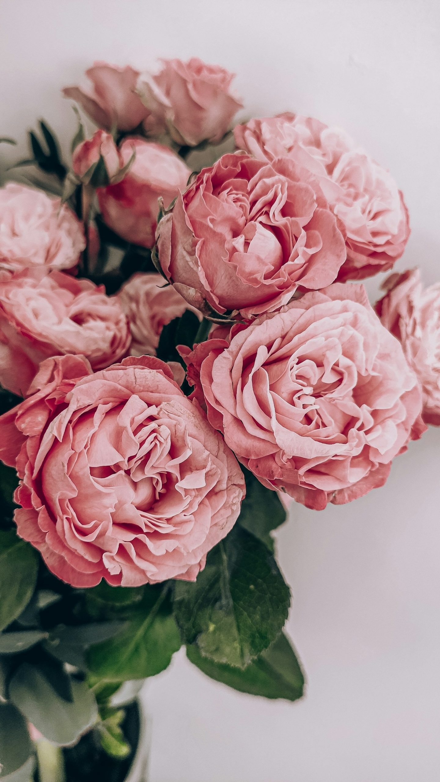The Legacy of Compassion: Rebecca’s Enduring Impact
